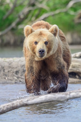 Fototapeta premium Ruling the landscape, brown bears of Kamchatka (Ursus arctos beringianus)