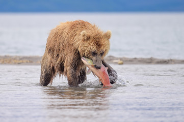 Ruling the landscape, brown bears of Kamchatka (Ursus arctos beringianus)