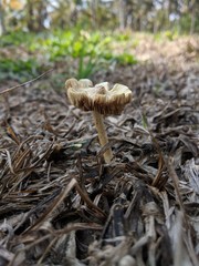 mushroom in the forest