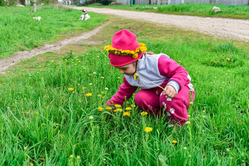Girl collects yellow dandelions on a green field.