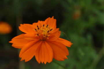 Beautiful nature and its different macro living forms 