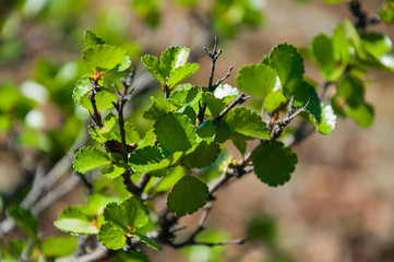 Green branch of tree with tiny leaves in summer forest. Wild plants
