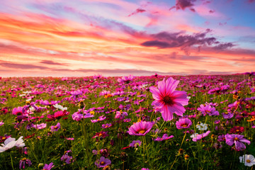 Beautiful and amazing of cosmos flower field landscape in sunset. nature wallpaper  background.