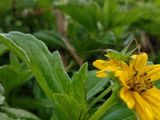 grasshopper on flower