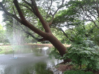 tree in the park