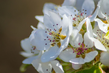 Fruit tree blossom, tender white plum tree flowers in spring on blue sky, selective focus, seasonal nature flora