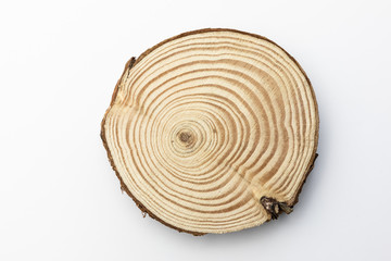 Pine tree stump on white background