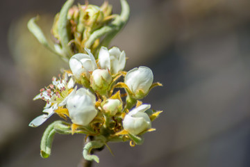 Fruit tree blossom, small pink buds, tender white plum tree flowers in spring on blue sky, selective focus, seasonal nature flora
