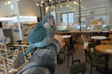 Blue Quaker Parrot