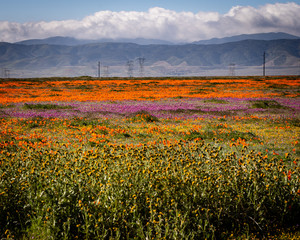 field of flowers