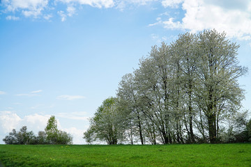 Obraz premium Blühende Bäume