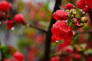 Flowers of henomeles with water drops in spring in the garden. Close-up