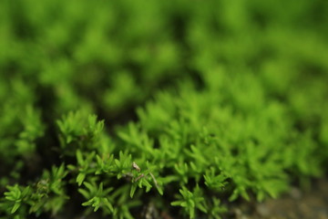 Beautiful nature and its different macro living forms 