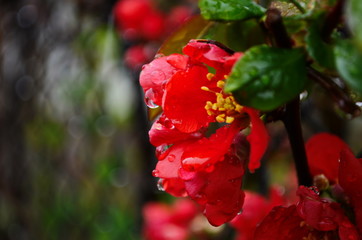Obraz premium Flowers of henomeles with water drops in spring in the garden. Close-up