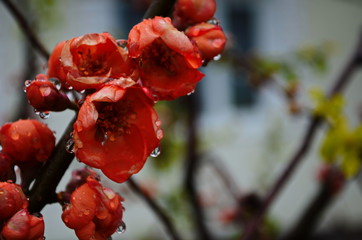 Flowers of henomeles with water drops in spring in the garden. Close-up