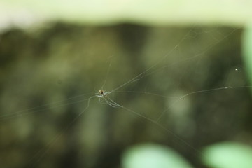 Beautiful nature and its different macro living forms 