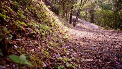林道からの目線