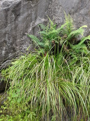 green moss on the stone