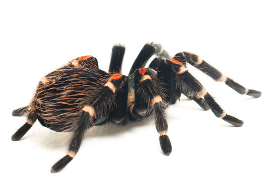 Brachypelma auratum ( Mexican flame knee) is a tarantula endemic to the regions of Guerrero and Michoac&aacute;n in Mexico. isolated on white background