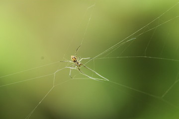 Beautiful nature and its different macro living forms 