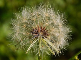 dandelion on a green background