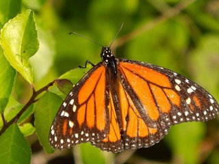 Butterfly on Tree