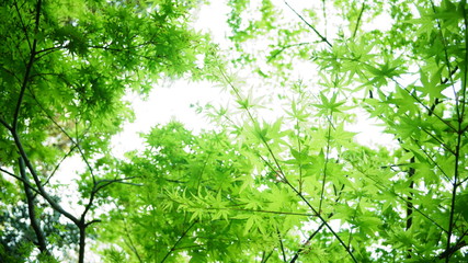 木々のささやき