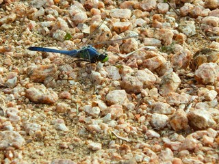 Blue Dragonfly