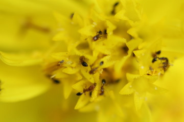 Beautiful nature and its different macro living forms 