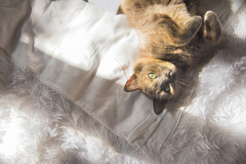 A gray-tortoise cat lies on the bed.