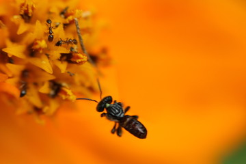 Beautiful nature and its different macro living forms 