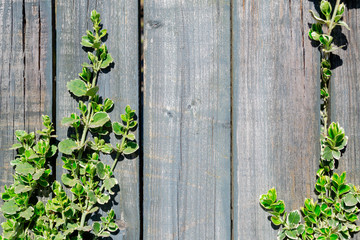 Old wooden fence and young twigs of a plant with green leaves. Natural background. Place for text.