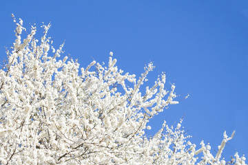 Flowering cherry plum tree. Beautiful white flowers on a background of blue sky. Background with place for text.