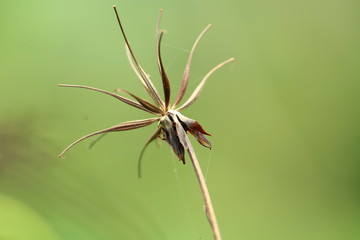 Beautiful nature and its different macro living forms 