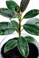 green leaves with water drops