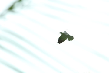 Beautiful nature and its different macro living forms 