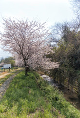 Fototapeta na wymiar 川沿いに咲く桜と春景色