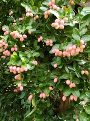 red and white color fruit