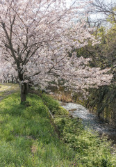 川沿いに咲く桜と春景色
