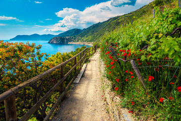 Flowery hiking path in the vineyard, Manarola, Liguria, Italy