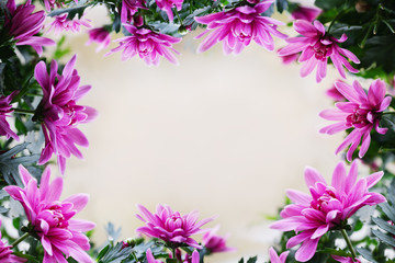 Obraz na płótnie Canvas Chrysanthemum flower border for design with a delicate background.