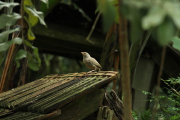 Beautiful nature and its different macro living forms 