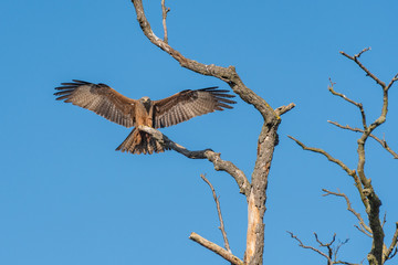 Schwarzer Milan, Milvus migrans