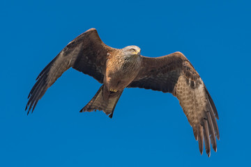 Schwarzer Milan, Milvus migrans