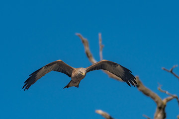 Schwarzer Milan, Milvus migrans