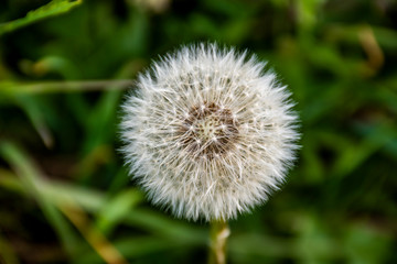 dandelion close-up one