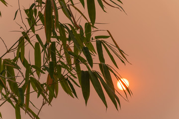 Obraz premium Bamboo trees and the evening sunset