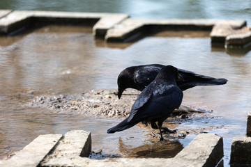 Crows eat fish near to the lake