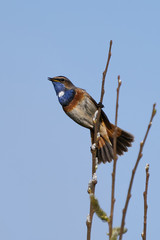 Bluethroat (Luscinia svecica) in its habitat