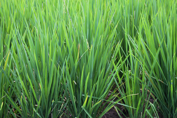 Green rice fields in rural areas of Bali. New fresh plants. Agricultural life. Traditional farming